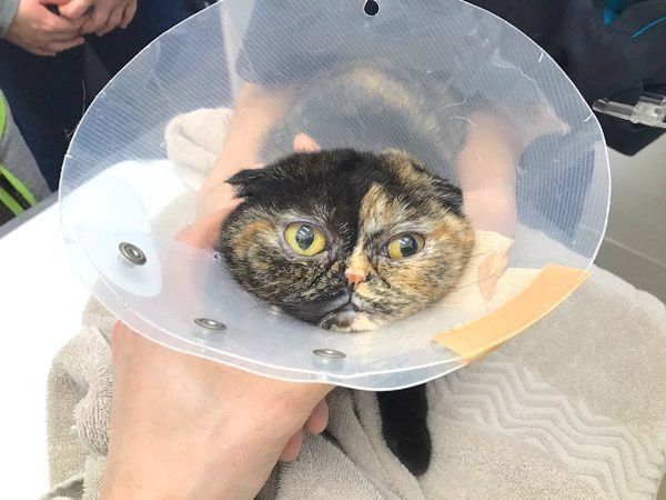 元保護猫・うにちゃん