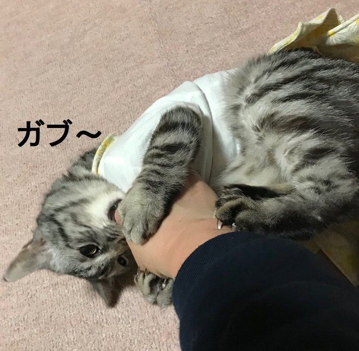 画像/ねこのきもち2019年8月号『猫よ、すんのかい せんのかい せーへんのかいっ!』