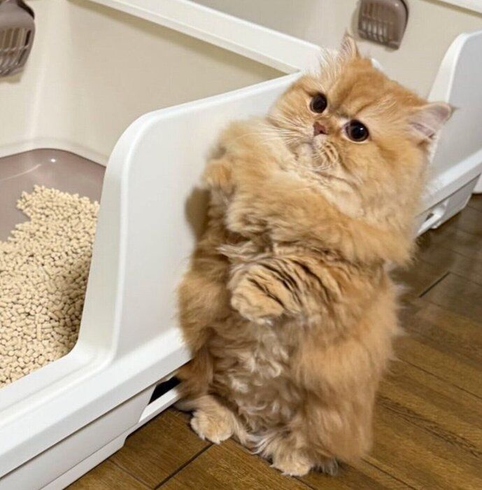 トイレの横に立つ美桜ちゃん