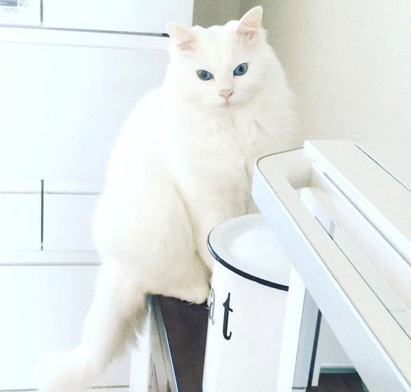元保護猫・風ちゃん