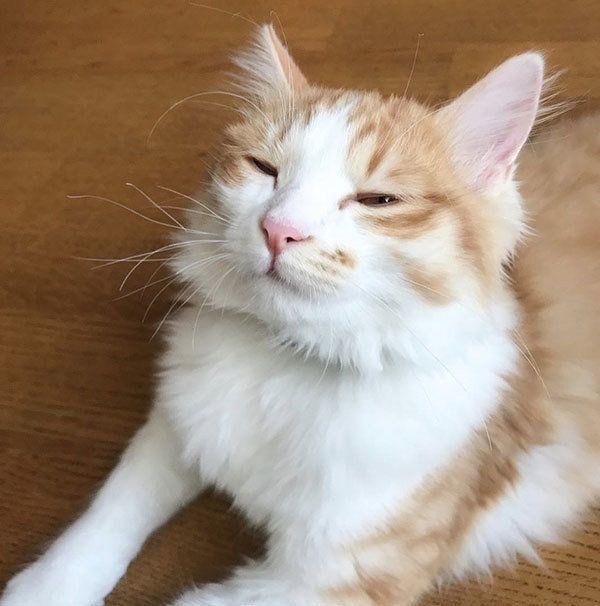 のぶおちゃん