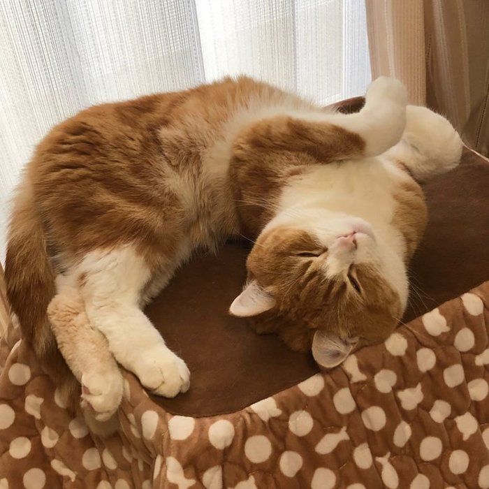 こたつ上の猫