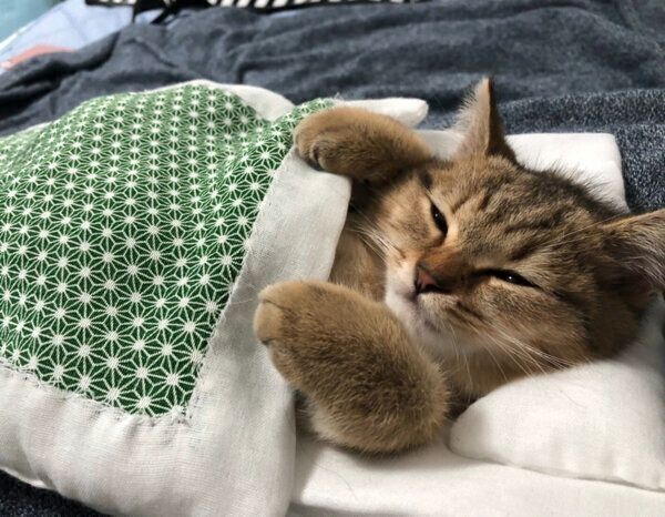 お布団で眠るみにらくん