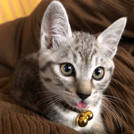 舌を出す猫