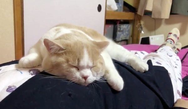 くつろぐてんぷらちゃん
