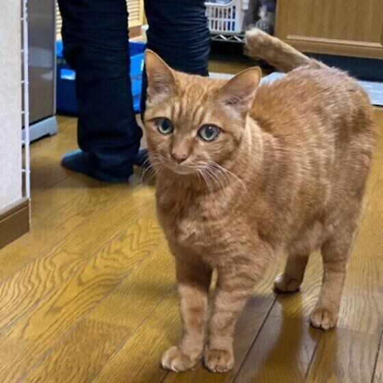 ごはんの準備に気付いた猫(オス)
