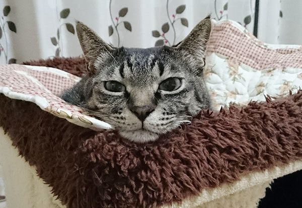 見つめる猫