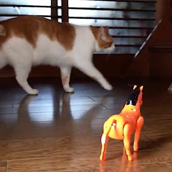 馬のおもちゃをスルーする猫