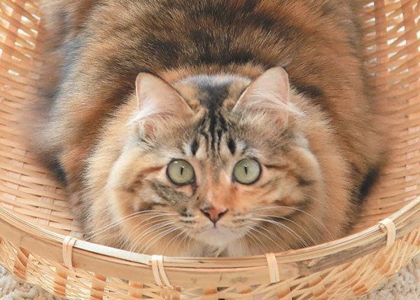 見つめる猫