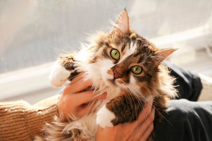やわらかな日ざしの中でやさしく抱きかかえられる猫