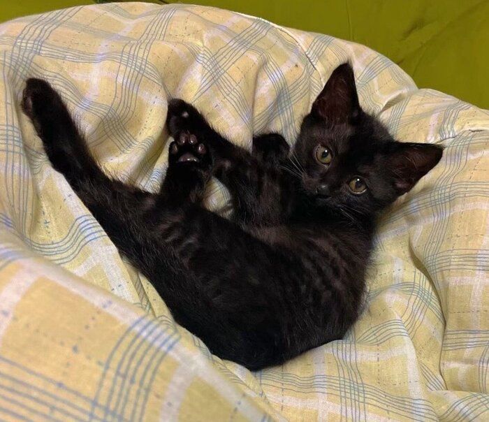 子猫時代のくうちゃん