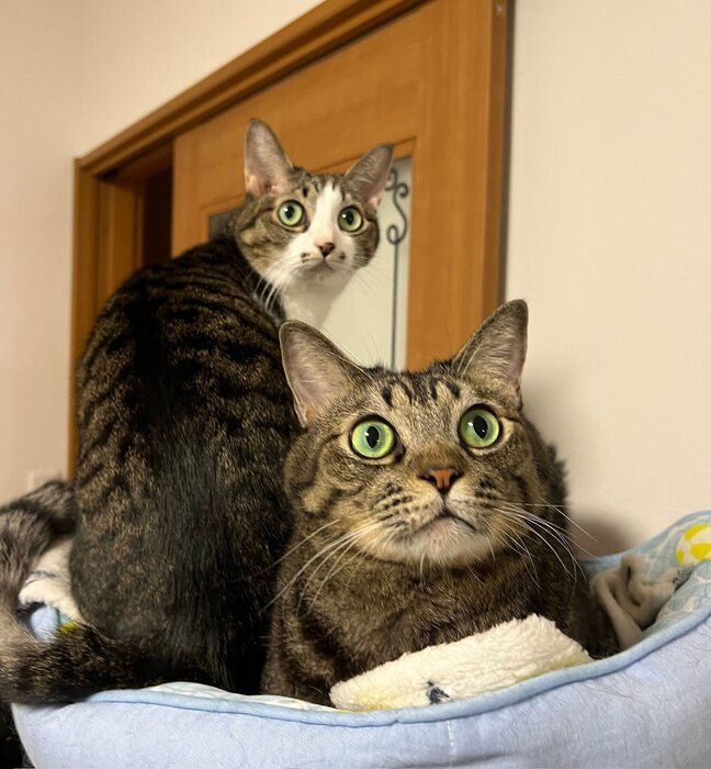 目を見開いている2匹の猫