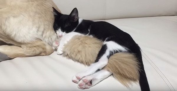 眠る子猫