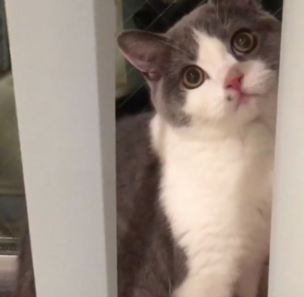 ひょこっと顔を出す猫