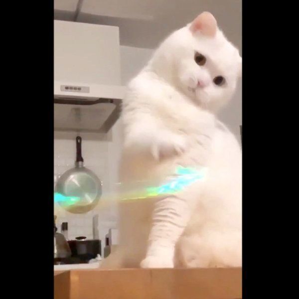 おもちゃで遊ぶてふちゃん