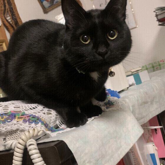 電話の上にのる黒猫