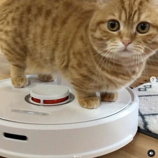 お掃除ロボットに乗るぷてぃこちゃん