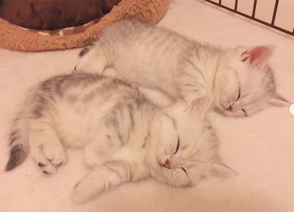 眠る猫