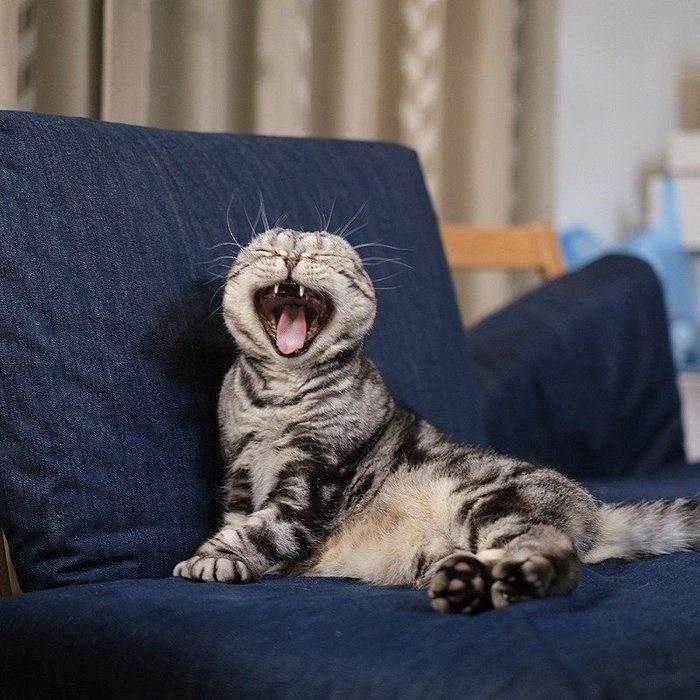 @tacos_cat