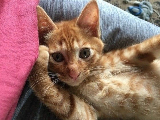 見つめる猫