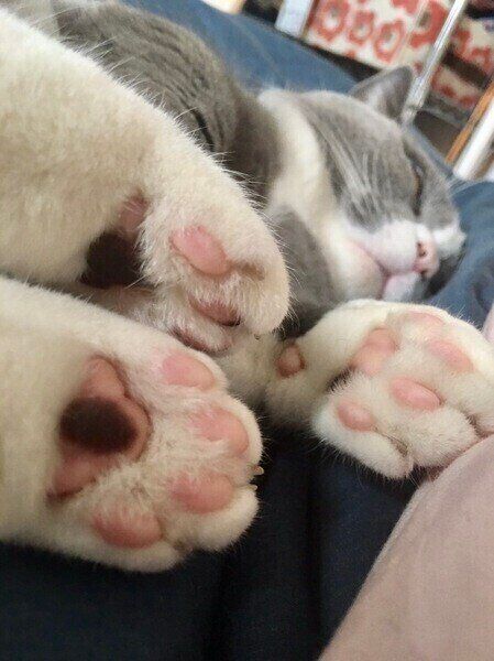 寝てるマンチカンの肉球