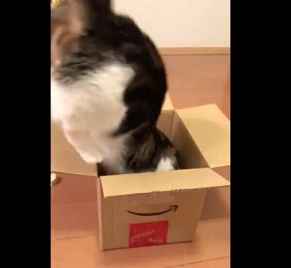 ダンボールの入り方のクセが強すぎるライちゃん