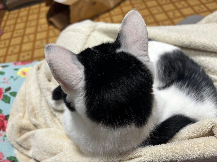 飼い主さんの膝の上に乗るむすびくん