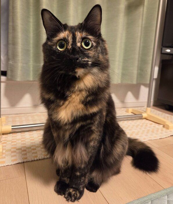 見つめるピノちゃん