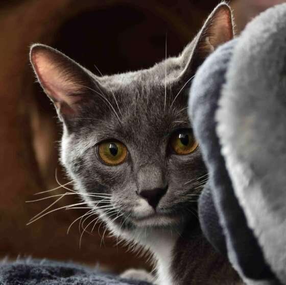 見つめる猫