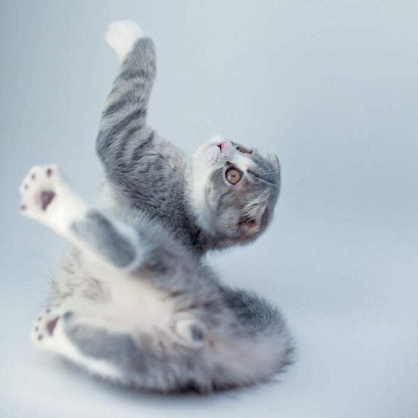 全力になる猫