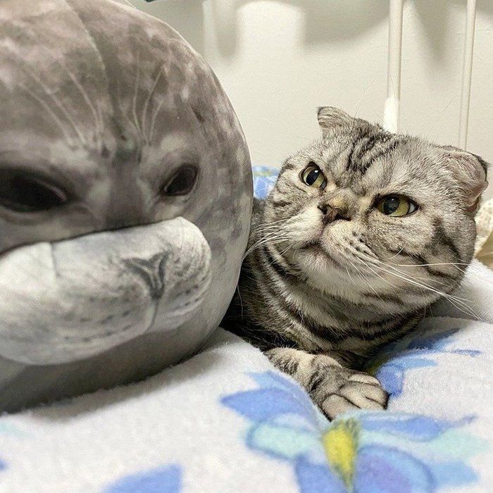 @tacos_cat
