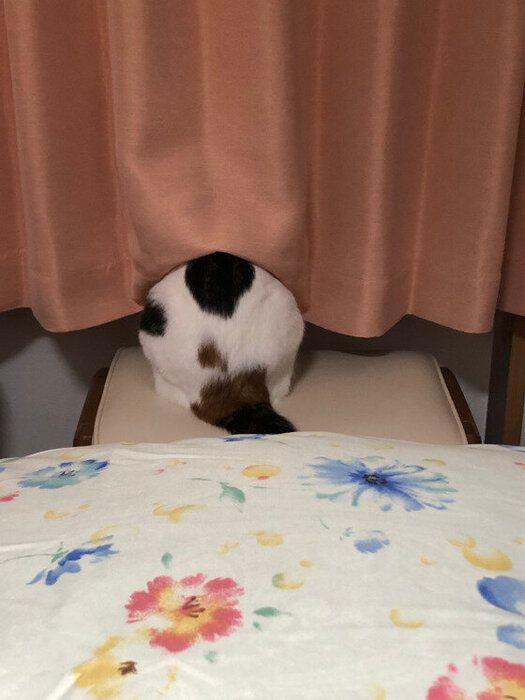 かのんちゃんのかくれんぼ
