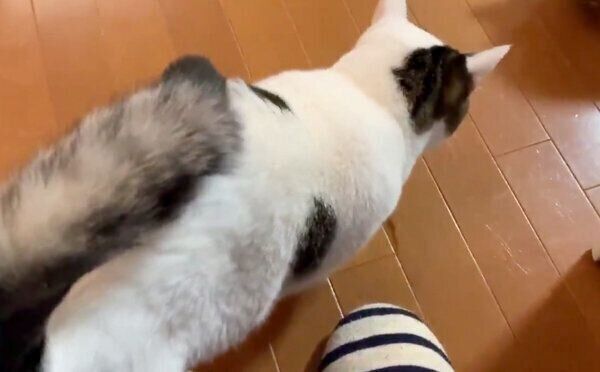 飼い主さんと遊びたくてアピールする豆大福ちゃん