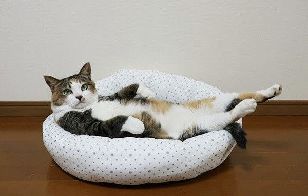 ヘソ天する猫