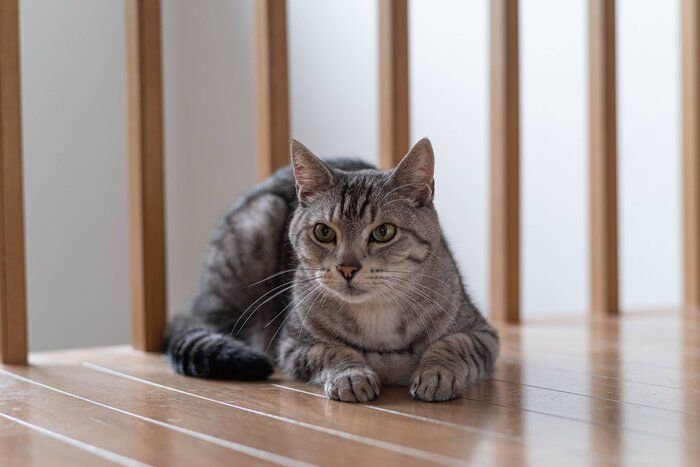 家の中にいる猫