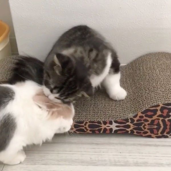 ケンカする猫