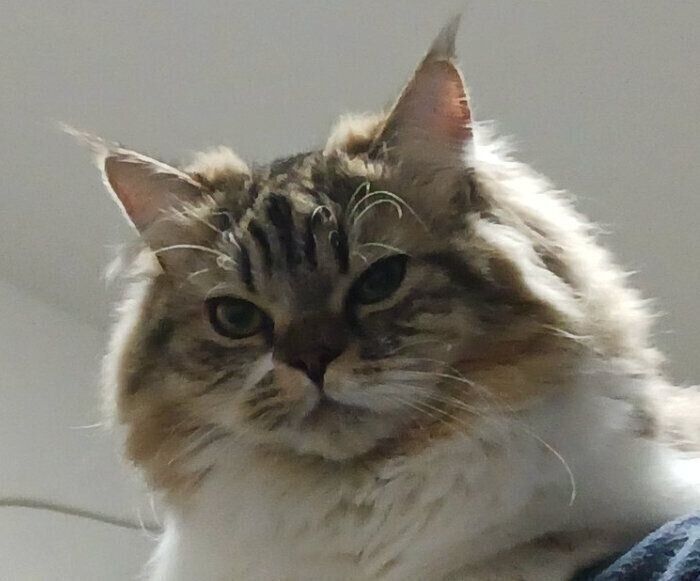 不機嫌そうに見えるランちゃん。