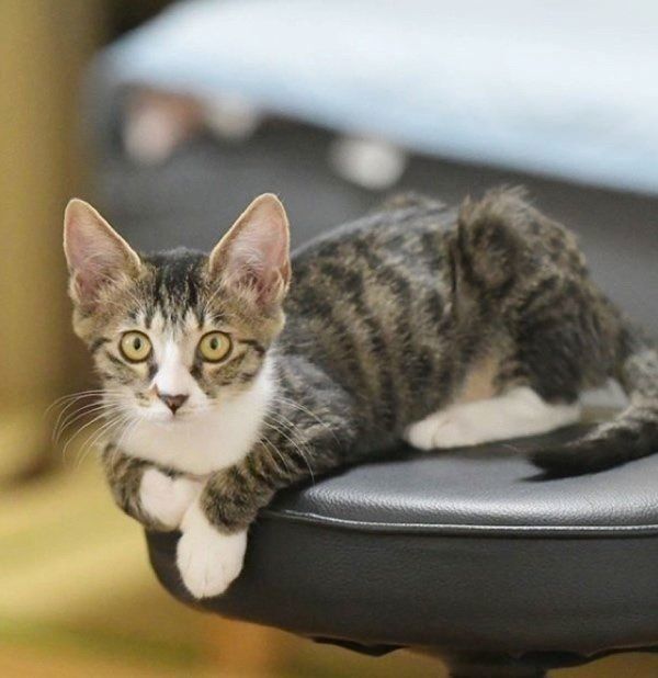 見つめる猫