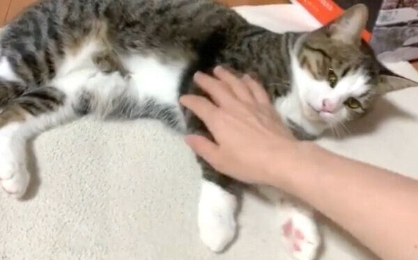 甘えるオデコちゃん