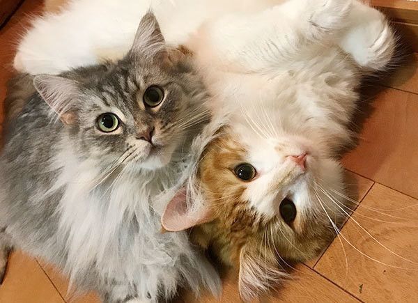 見つめる猫