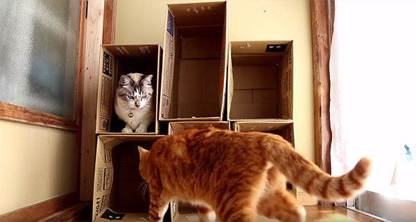 箱に入る猫