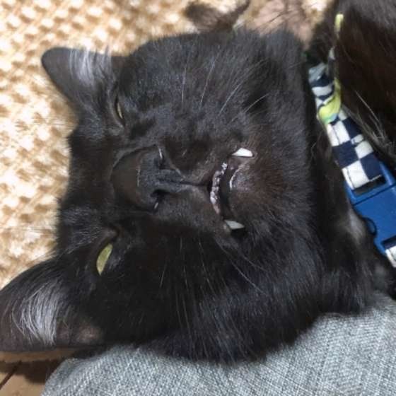 爆睡する黒猫