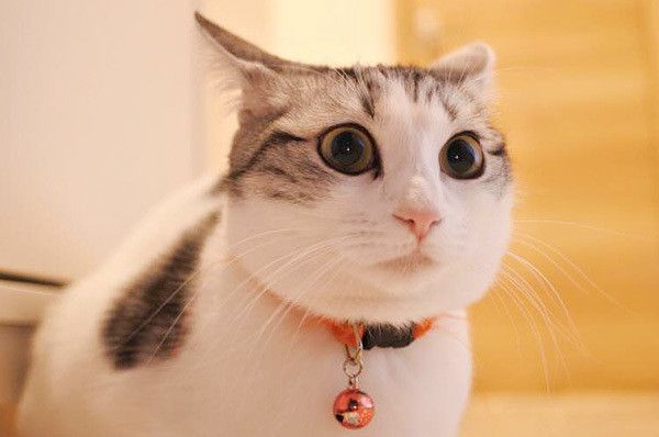 見つめる猫