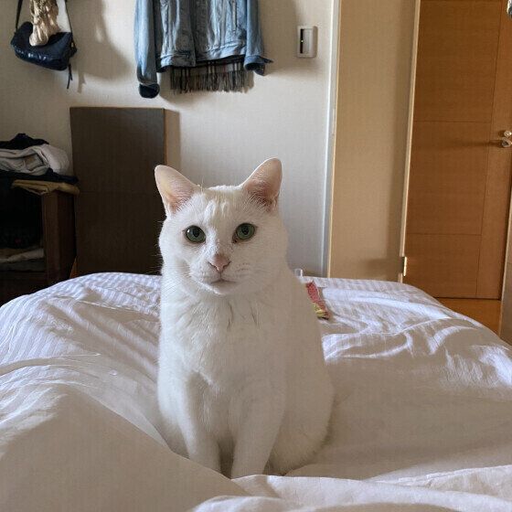 MIXのももちゃん