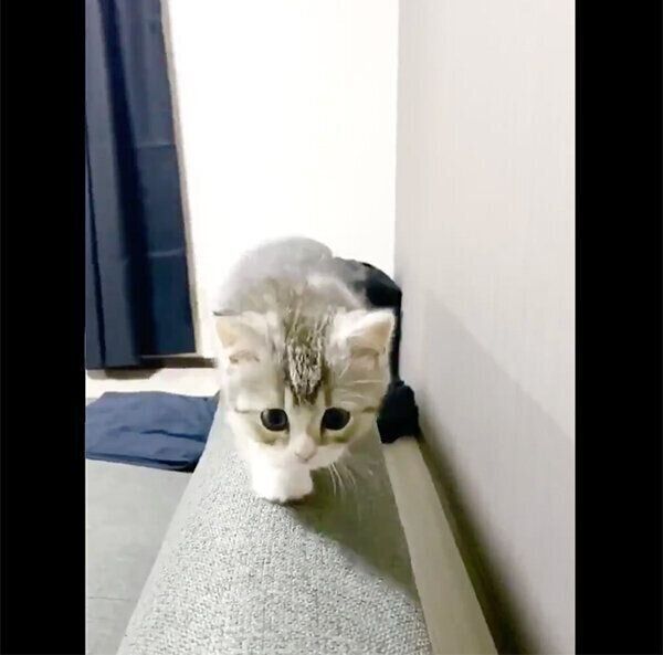 初めてソファに登れたもち様