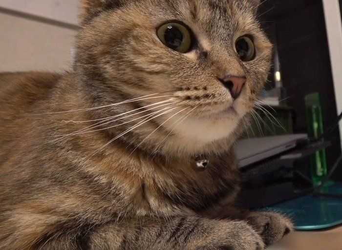 そばにいる猫