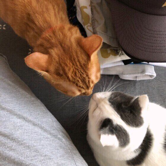 鼻チューする猫(オス)
