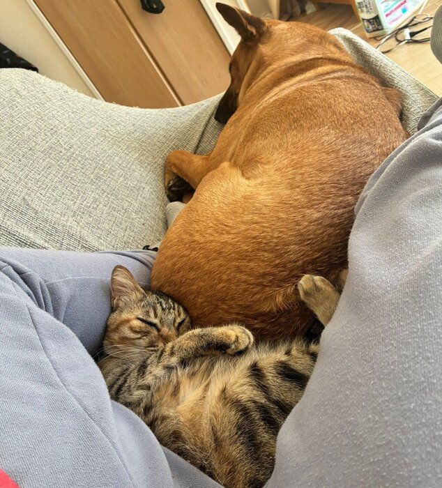 くっつく2匹