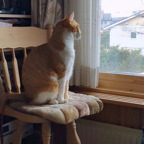 窓の外を見つめるにじおくん