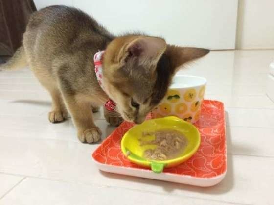 ご飯を食べるアビシニアン